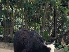 -深圳野生动物园