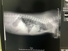 -特一安24小时宠物医院·骨科·中兽医