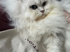 -瑞鹏宠物医院·骨科·猫科·内科(第一中心)
