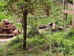 -中国大熊猫保护研究中心雅安碧峰峡基地