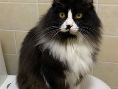 -宠爱国际动物医院· 猫科· 外科·中兽医(长白店)
