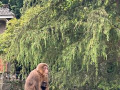 -西岭雪山大飞水景区