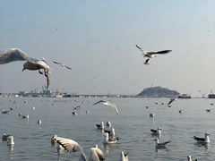 -青岛海滨风景区