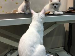 -PETKIT 小佩宠物·低压洗护·美容·寄养(安远店)