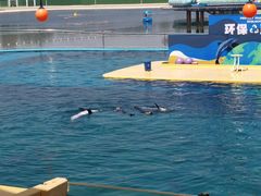 -秦皇岛乐岛海洋王国