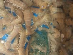 -宾朋海鲜特色美食餐厅·纯手工鲅鱼水饺(兴海路店)