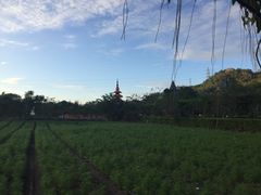 -丹樱生态园