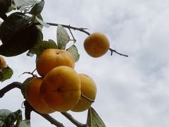 -凤凰山斑鱼馆(恭城店)