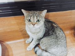 -猫色咖啡·猫咖