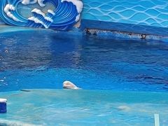 -海合安成都极地海洋公园