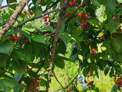 -樱桃山旅游景区