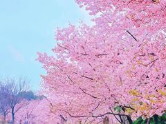 -顾村公园