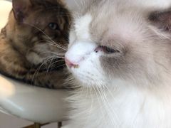 -飞行喵MR PILOT|猫舍·猫咖(静安大融城店)