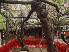 -红螺寺
