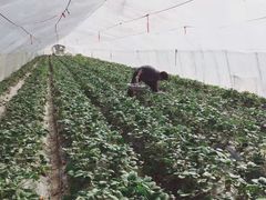 -小鱼草莓采摘园农家乐·小鱼餐厅