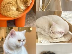 -More Fun猫咖 二十只万元加菲主题