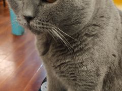 -猫小院猫主题咖啡厅(北锣店)