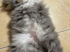 -瑞派名望24h动物医院异宠专科·猫专科·骨科·重症监护分院