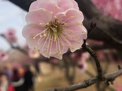 -香雪海