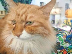 -平行世界·猫咖(首经贸店)
