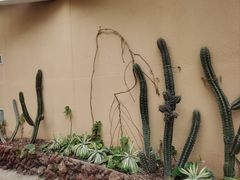 -正佳雨林生态植物园