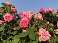 -百荣世贸商城