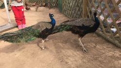 -萌宠亲子动物乐园(槐房万达店)