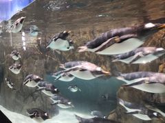 -成都浩海立方海洋公园