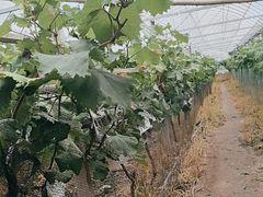 -马陆小张葡萄园农家乐