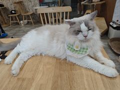 -楼上猫咖(罗湖店)