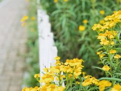 -紫颐香薰山谷景区