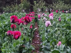 -国家植物园南园