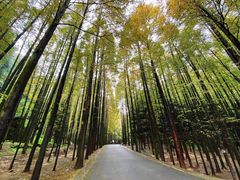 -山王坪喀斯特国家生态公园