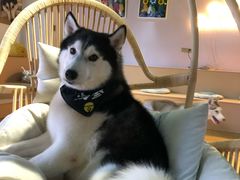 -Husky Go! 哈士奇体验馆·宠物咖啡厅狗咖