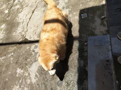 -阳江猪肠碌(江南西店)