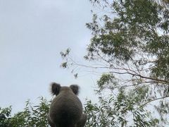 -广州长隆野生动物世界