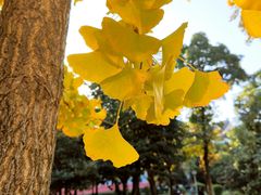 -四川大学(望江校区)