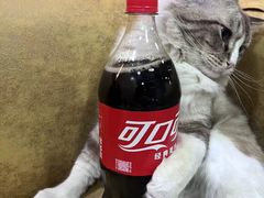 -白兔子密室(长寿路店)