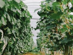 -马陆小张葡萄园农家乐