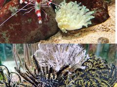 -太平洋海底世界