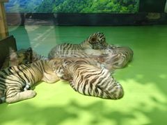 -栾川竹海野生动物园