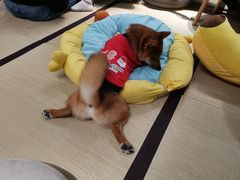 -逗柴咖啡屋·狗咖猫咖宠物桌游
