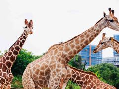 -杭州野生动物世界