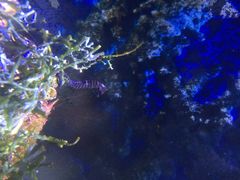 郑州海洋馆-郑州海洋馆