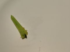 -萨莉亚意式餐厅(杭州西溪龙湖天街店)