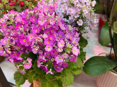 -花鸟鱼虫鲜花绿植市场(玉泉路店)