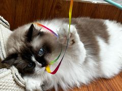 -有猫主题·治愈系猫咖(曾厝垵店)