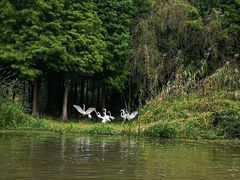 -溱湖国家湿地公园