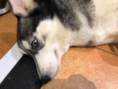 -more than meow吴止猫主题餐厅(承德 中船汇店)