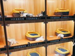 -欣宠猫屋·矮脚拿破仑·蓝金金渐层